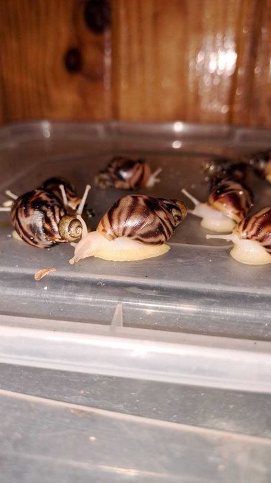 Равлики ахатина ретикулята альбіно