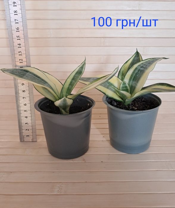 Сансевієрія Голден ханні