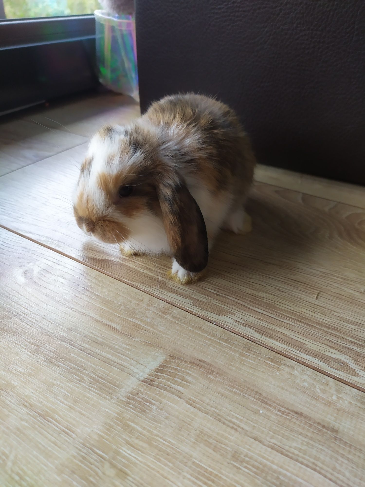 Króliczek miniaturka mini lop