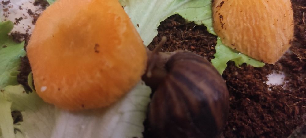 Супер Ахатины Имакуляты