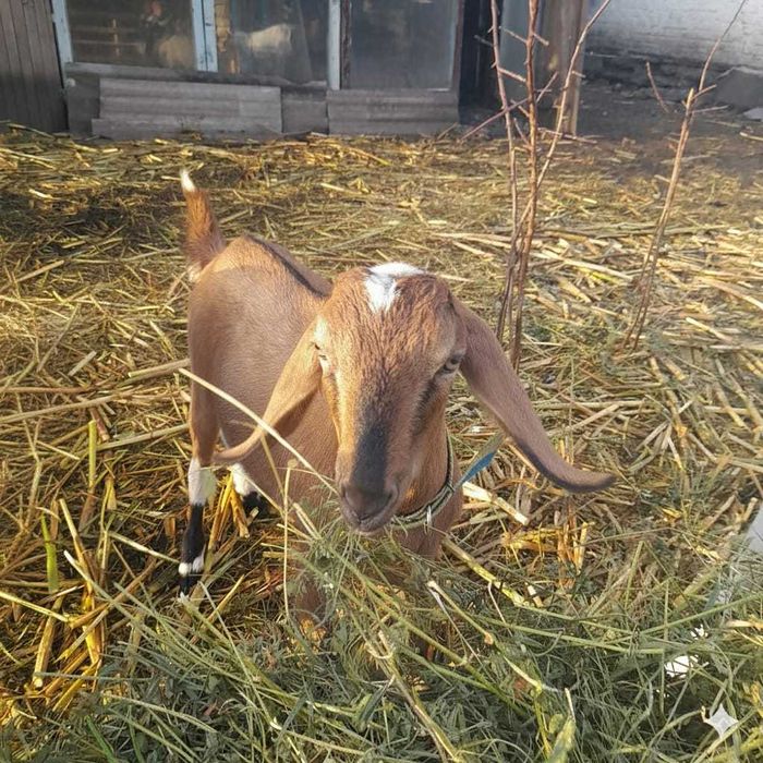 Продам молодих коз