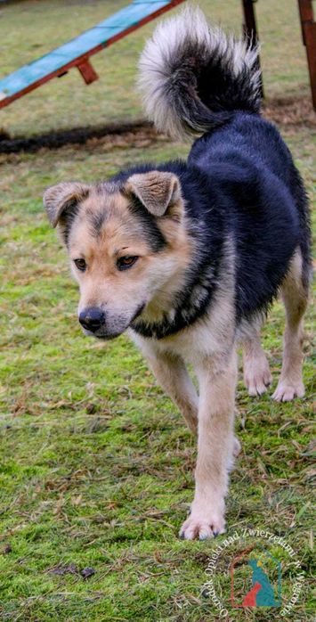 młody fajny piesek Endo szuka domu!