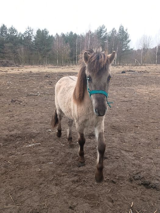 Konik polski Ogierek