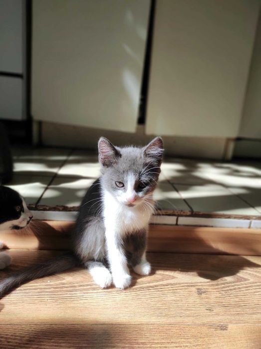 Кошеня котик в хороші руки