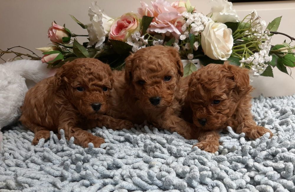 Pudel  TOY red braun zaprasza