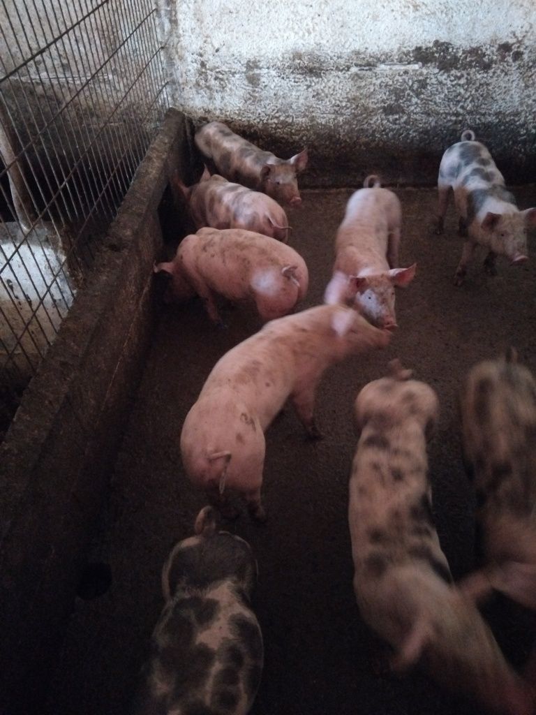 leitoes bons baratos,