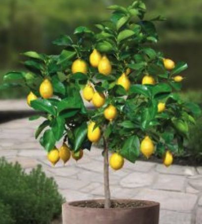 Pack 2 árvores fruto varanda bonsai - Portes grátis