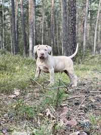 American Pitbull Terrier - samiec Eryk