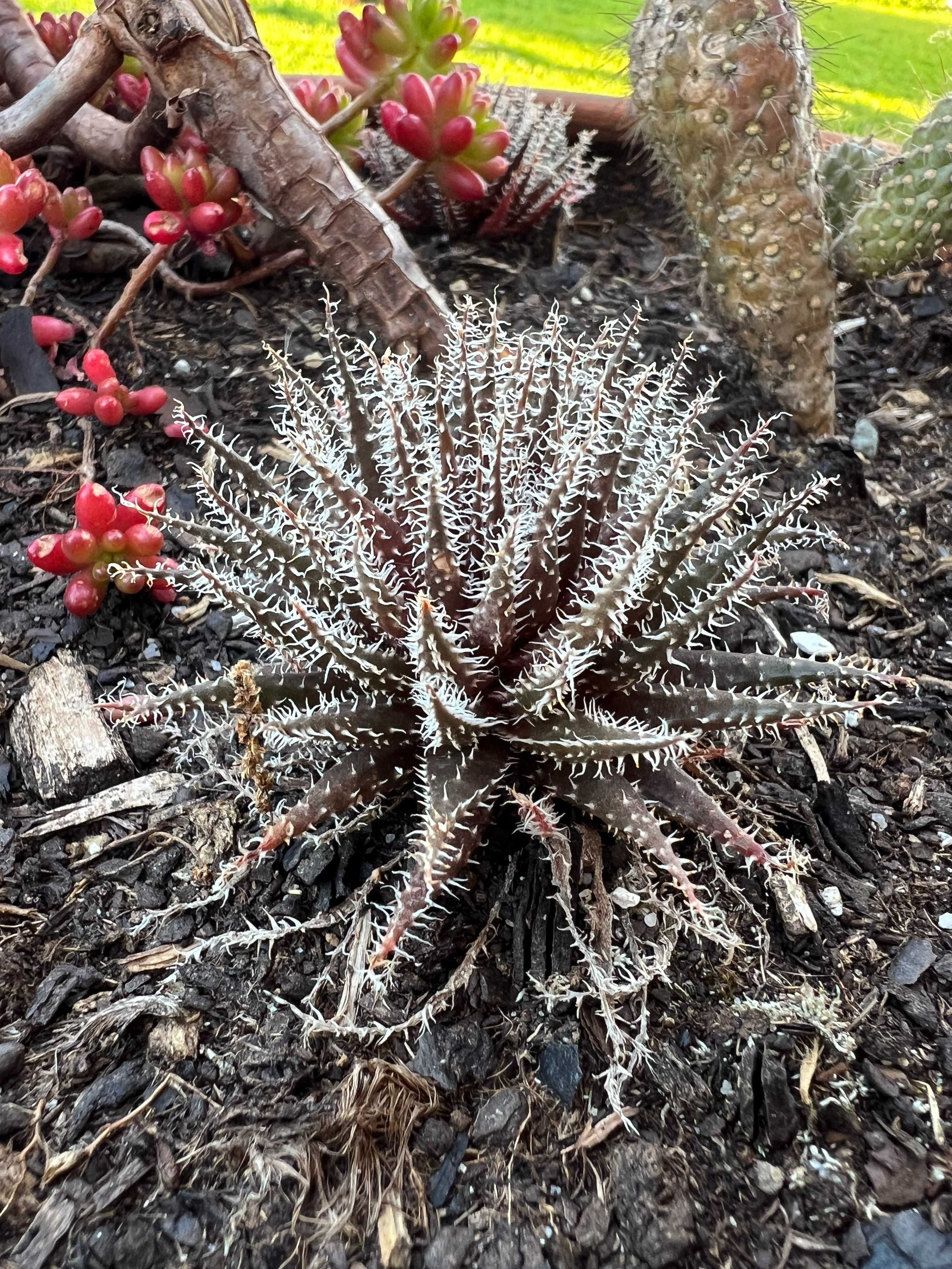 Suculenta Aloe Haworthioides