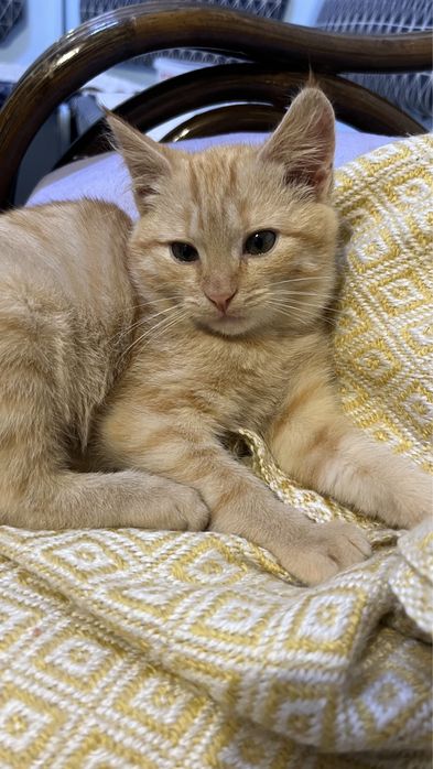 Найкрасивіша кішка з кісточками на вухах