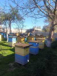Продам бджолопакети та бджоли