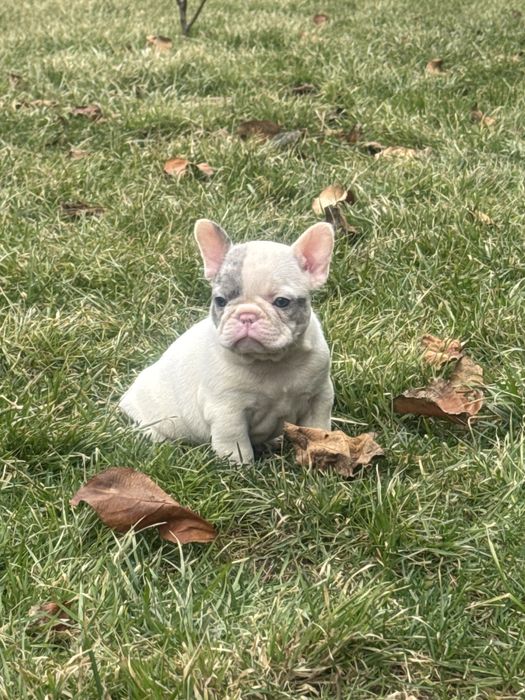 Суперові цуценята професійно вирощені