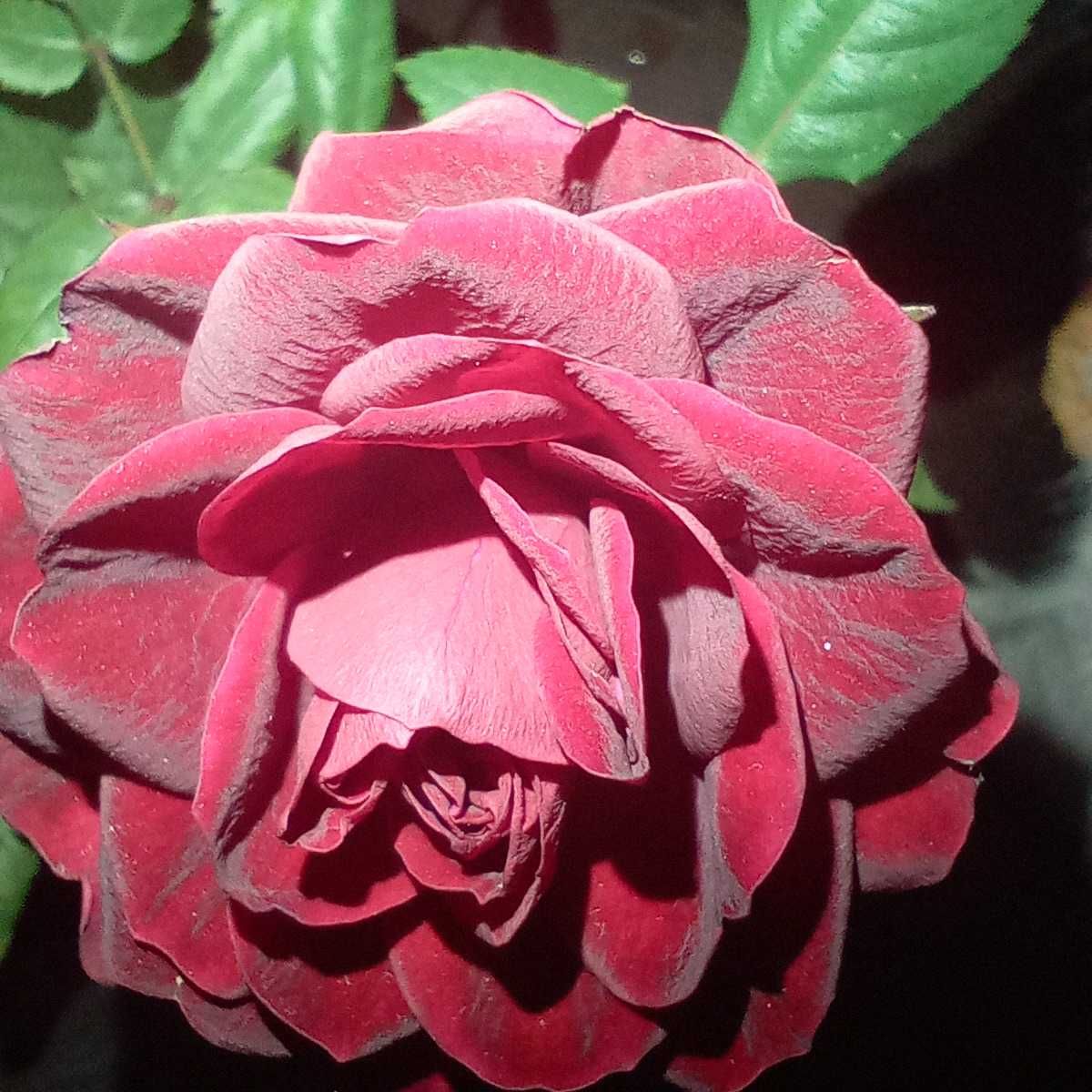 Роза ТЁМНЫЙ БАРХАТ БОРДО троянда домашняя комнатные растения, цветы