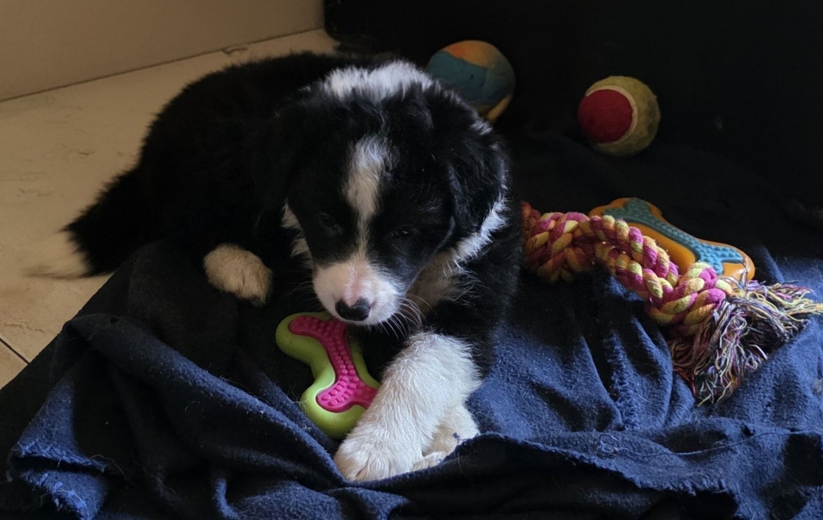 Piesek Border Collie
