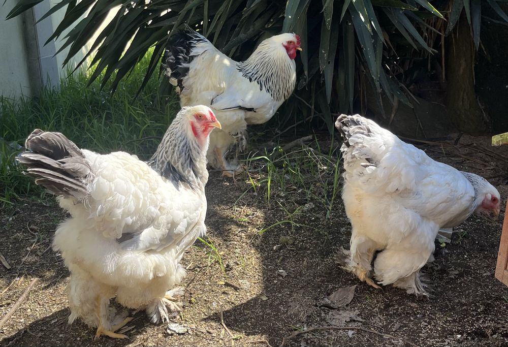 Ovos de Sedosas e Brahmas disponiveis