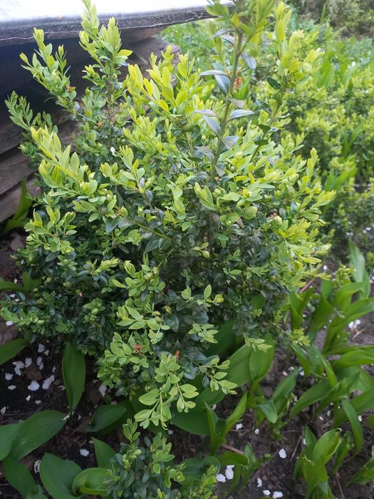 Бересклет, ялівець, самшит