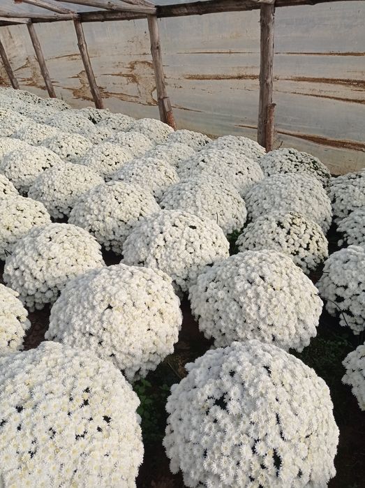 Chryzantemy drobnokwiatowe