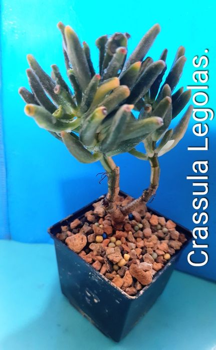 Редкие сорта крассул, денежных деревьев, толстянок.