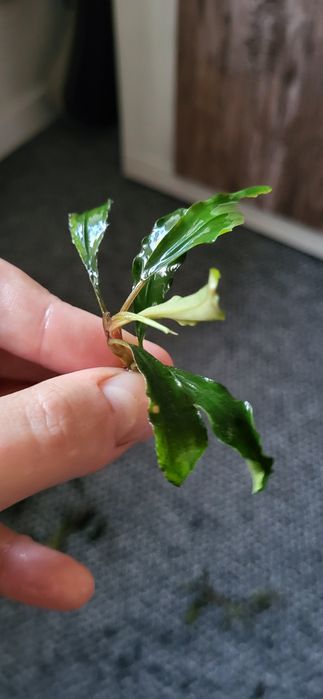 17 sztuk Bucephalandra roślina do akwariów