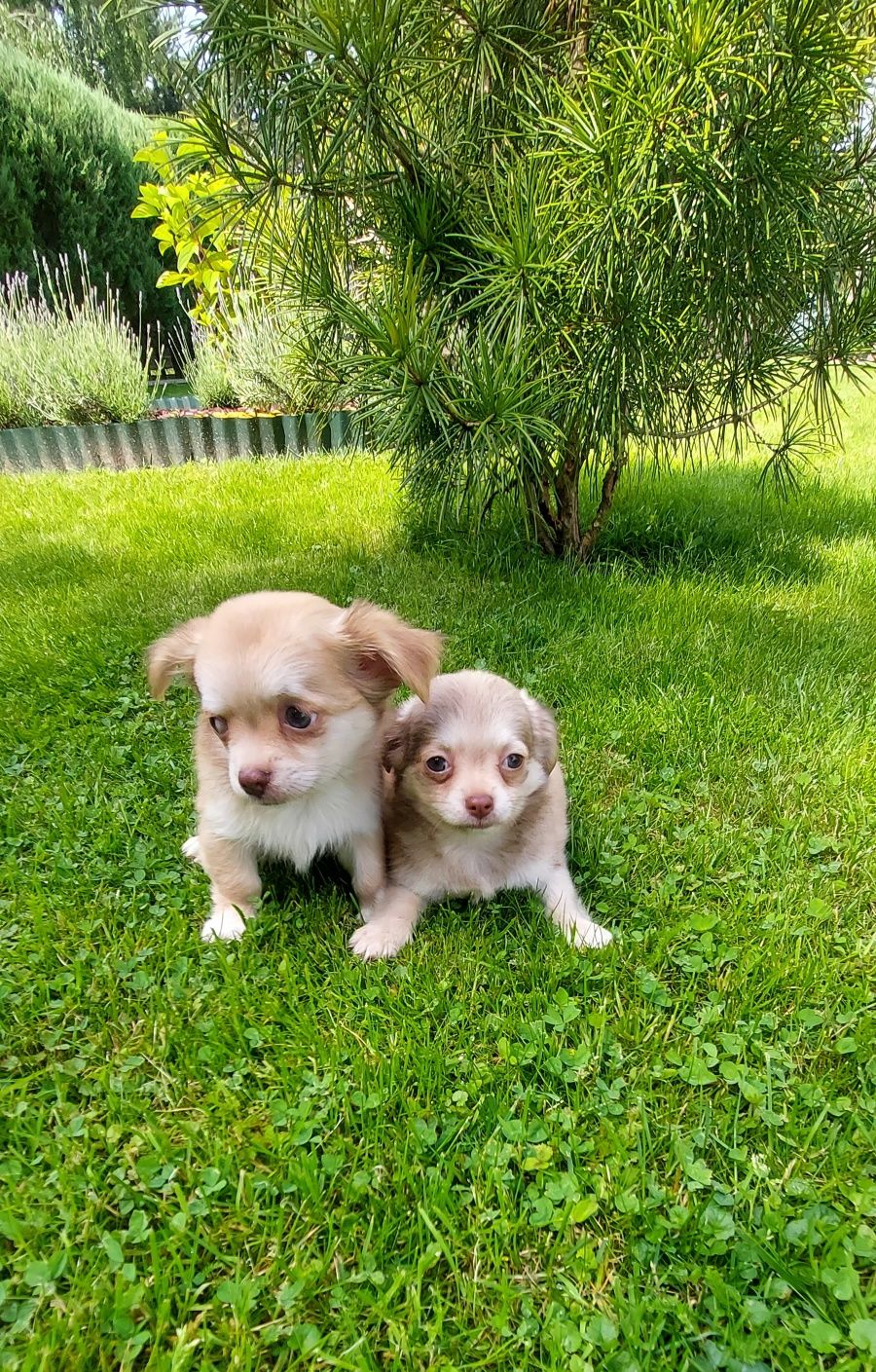 Chihuahua długowłosa piesek!