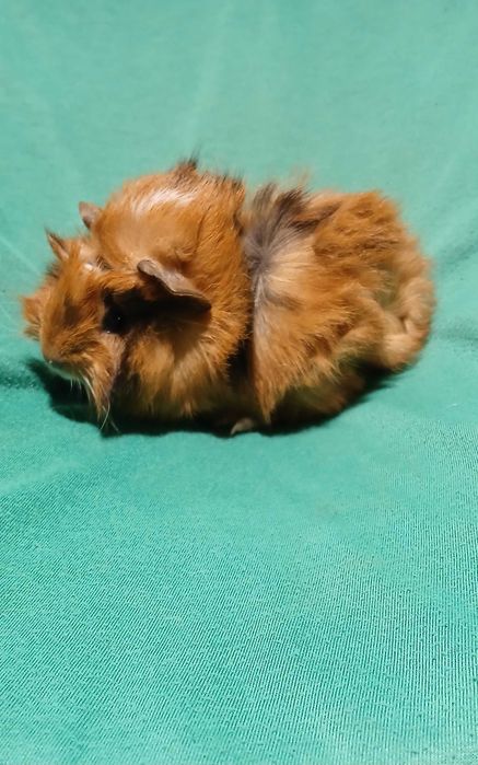 Морська свинка ,розетка.