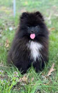 Szpic miniaturowy pomeranian