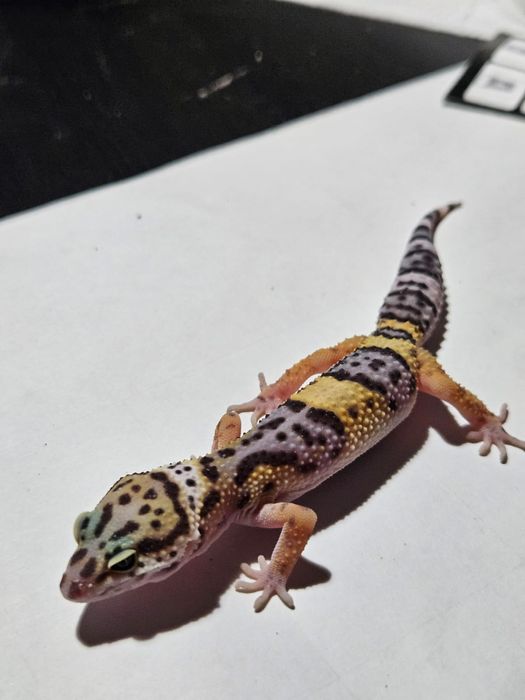 Gekon lamparci - Eublepharis macularius (maluchy)