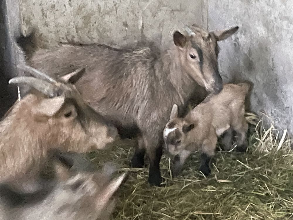 Cabra anã com 1 bebe de 3 dias