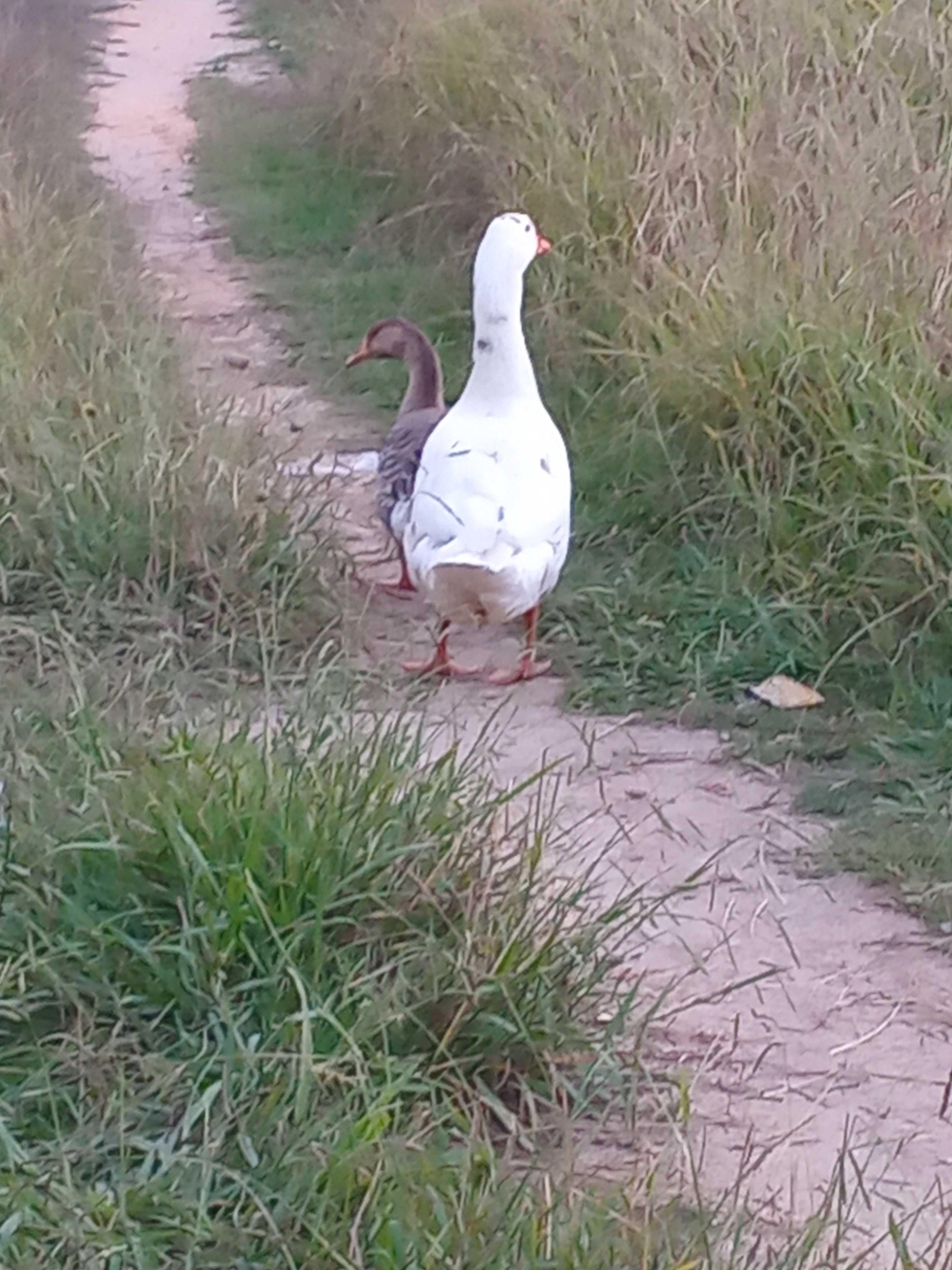 Vendo dois patos