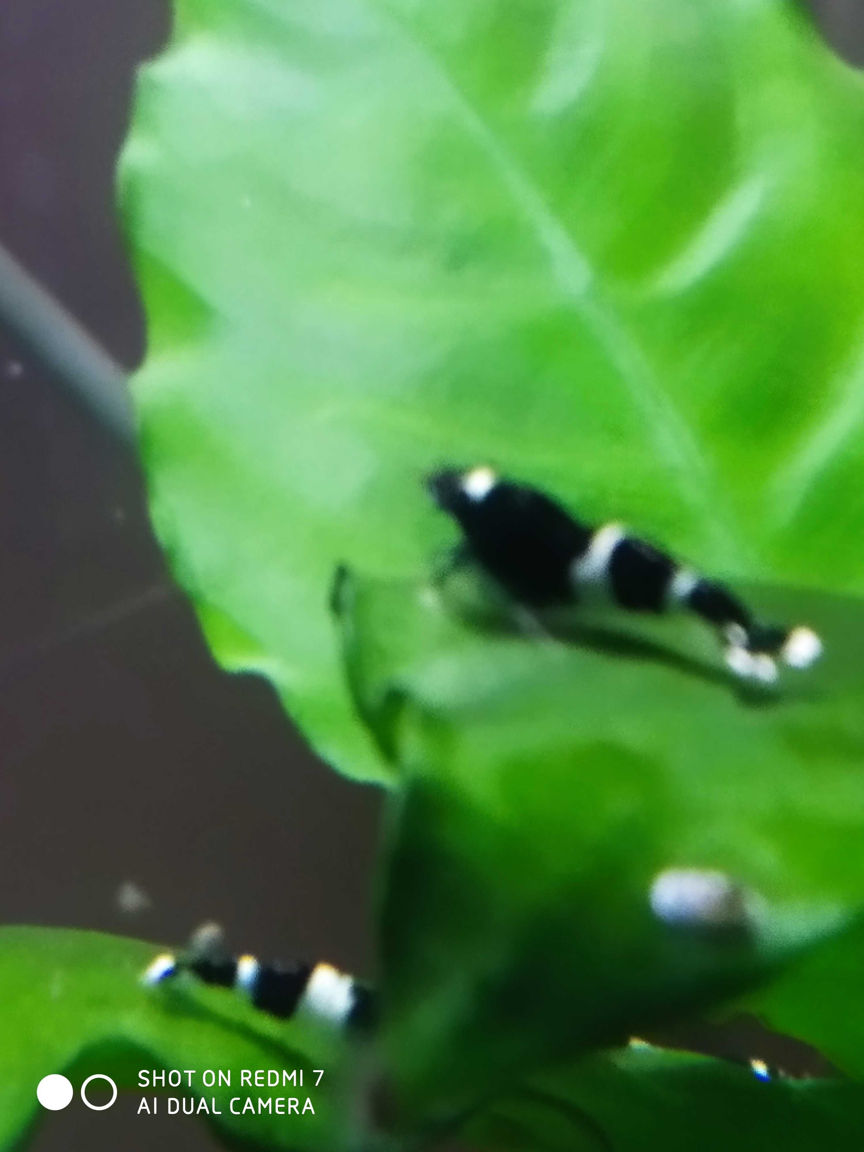 Sprzedam krewetki taiwan bee panda.