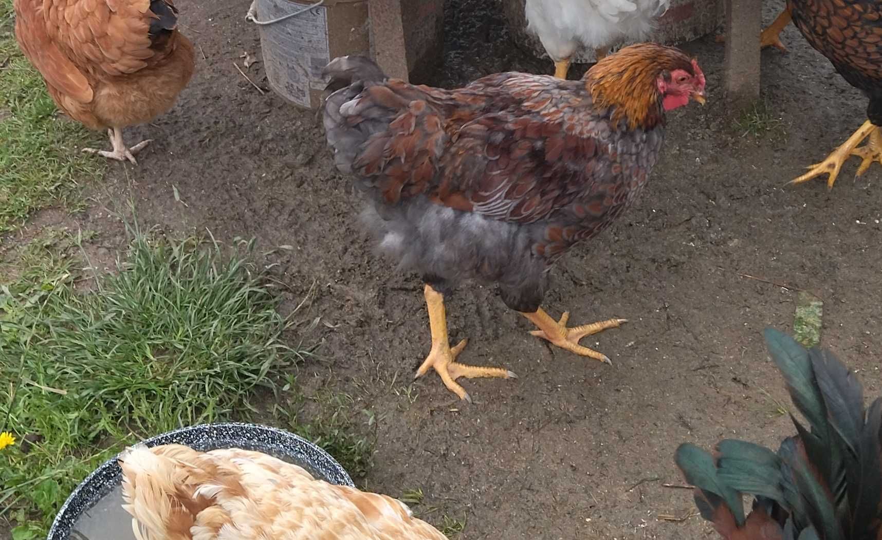 Sprzedam parę kur 6 miesięczne rasy wandotte
