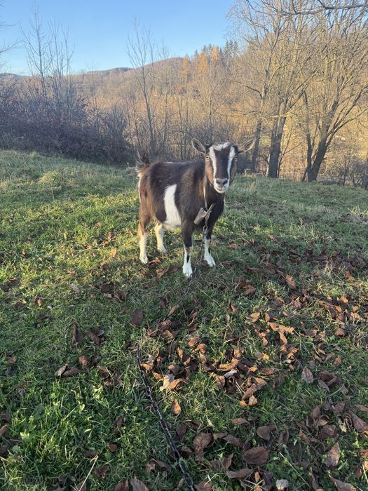 Продам дві кози