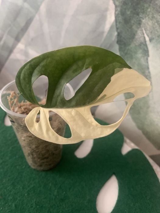 Monstera adansonii variegata -Ostatnia szczepka !