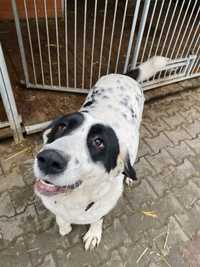 Oreo suczka owczarek w typie azjaty do adopcji Kalisz Poznan Wroclaw