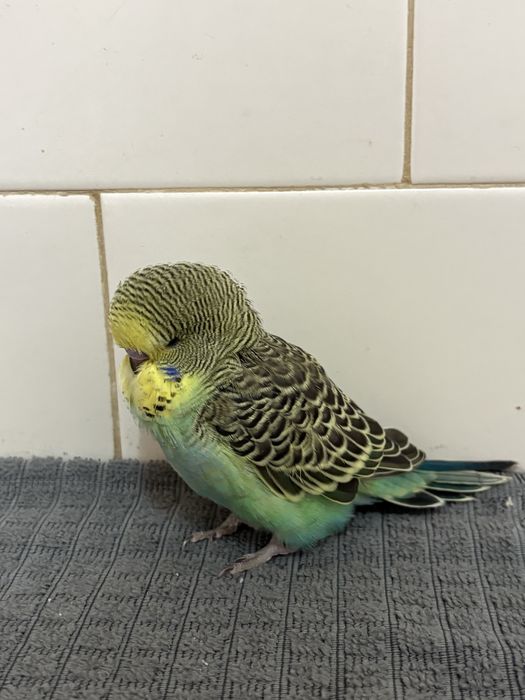 Periquito inglês domesticado