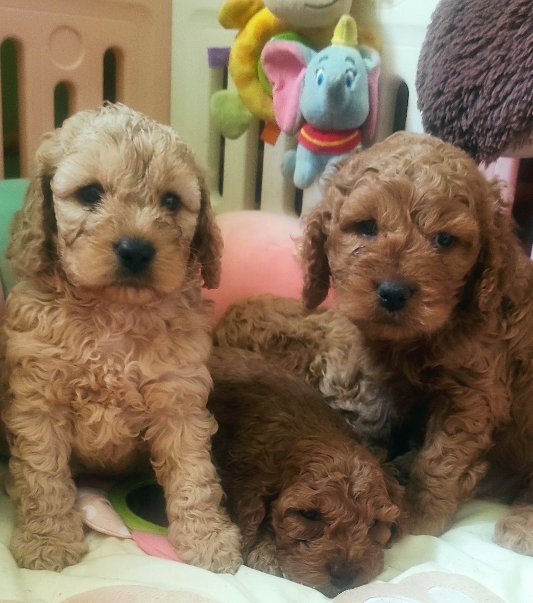 Piesek Cockapoo/do odbioru w sierpniu