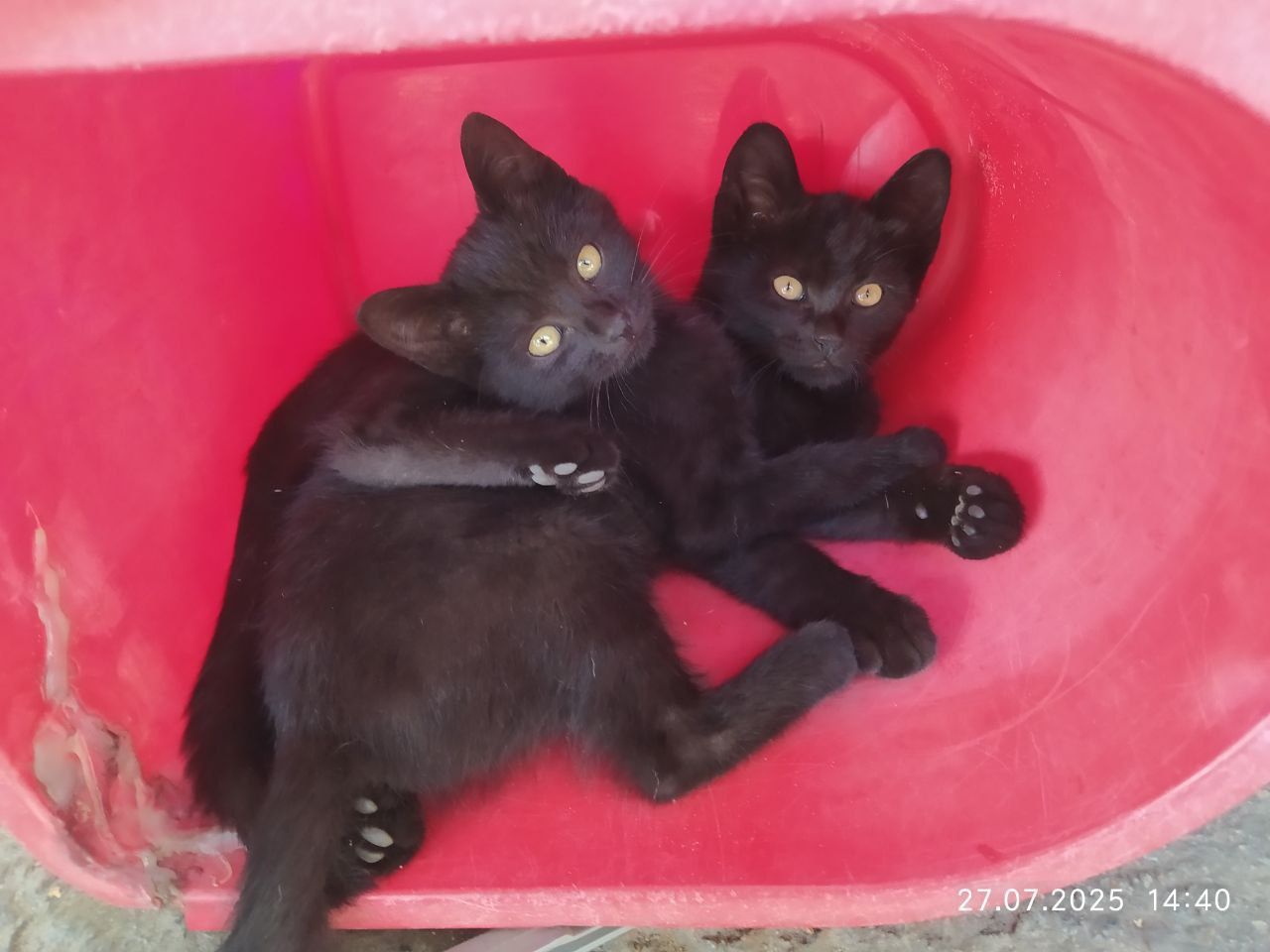 Котята бесплатно! Ждут свою семью