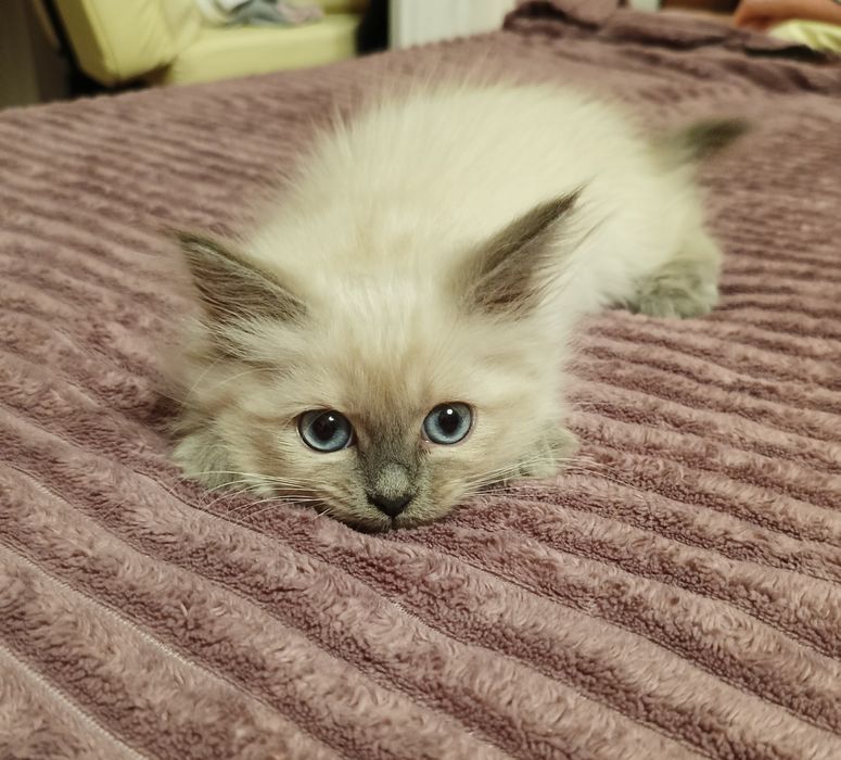Котята Невские Маскарадные