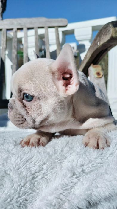 Bulldog francês  macho excelente