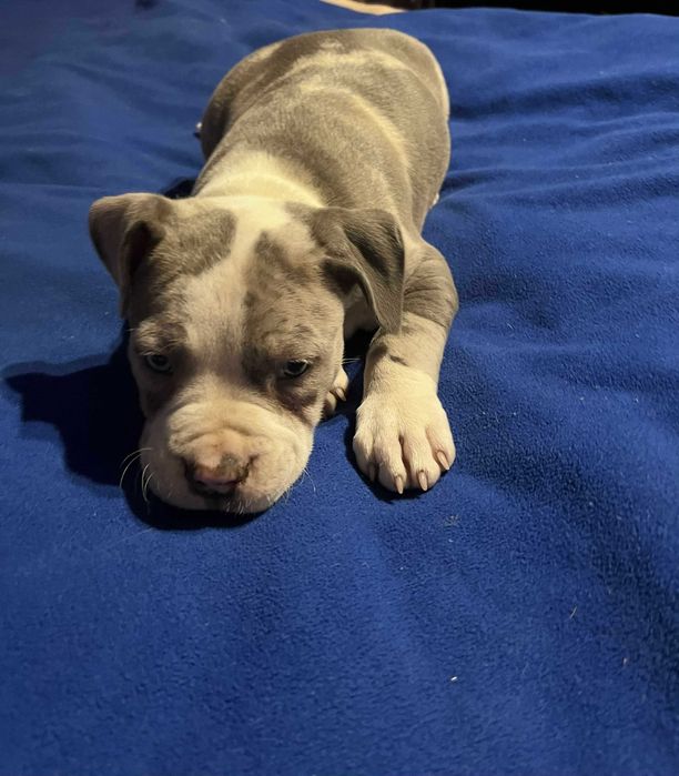 Amstaff piękny samiec