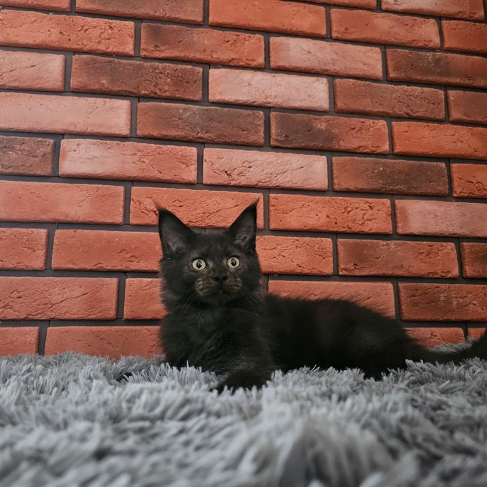 Kocurek Maine coon rodowód Fpl