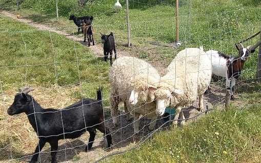 ovelhas e cabritos anões