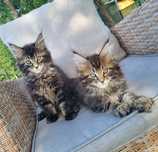 Maine Coon kocurki z rodowodem