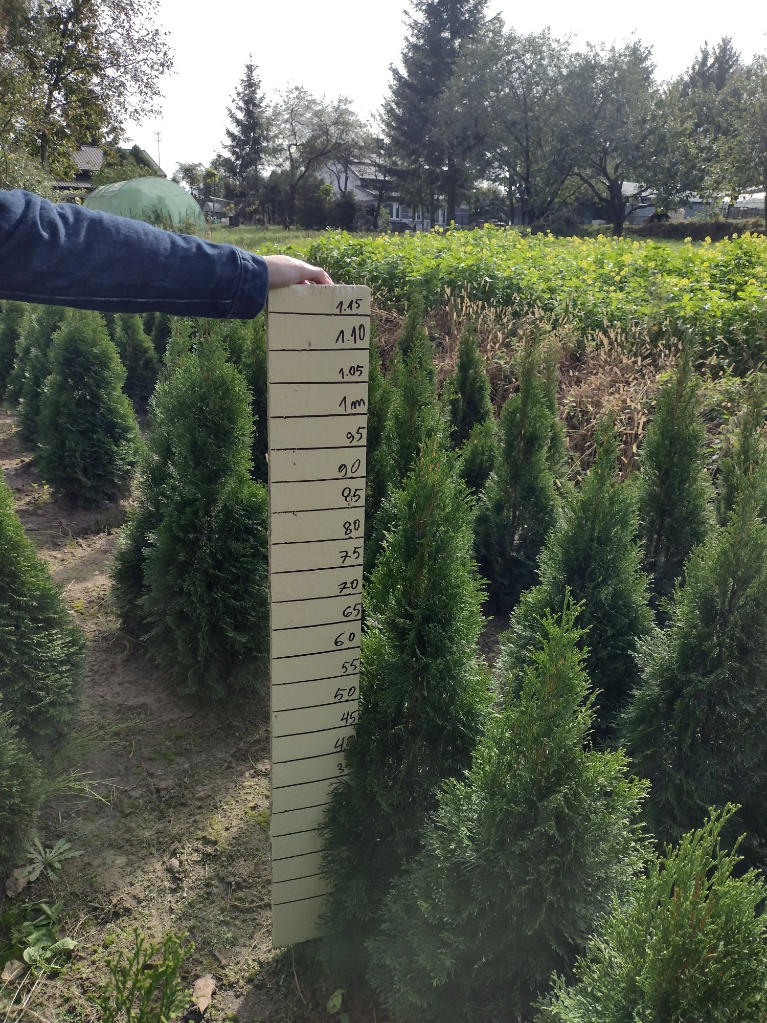 Tuja szmaragd Thuja smaragd tuje żywopłot