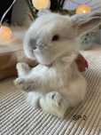 Królik króliczki Mini Lop Miniaturowy Baranek LEGALNA HODOWLA