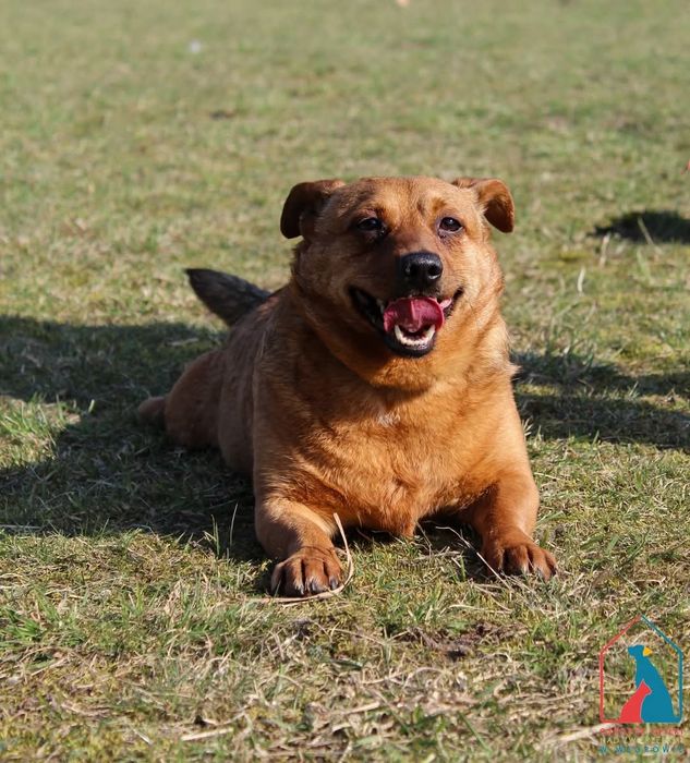 Tymon 86/24 - SZUKA DOMU!