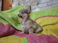 Chihuahua piesek czekoladowy długowłosy