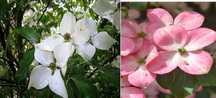 Dereń Kousa Cornus China Girl Satomi Teutonia Beni Fuji Wetings Select