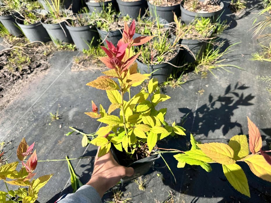 Tawuła japońska 'Macrophylla' (Spiraea japonica) Doniczka 2.0L