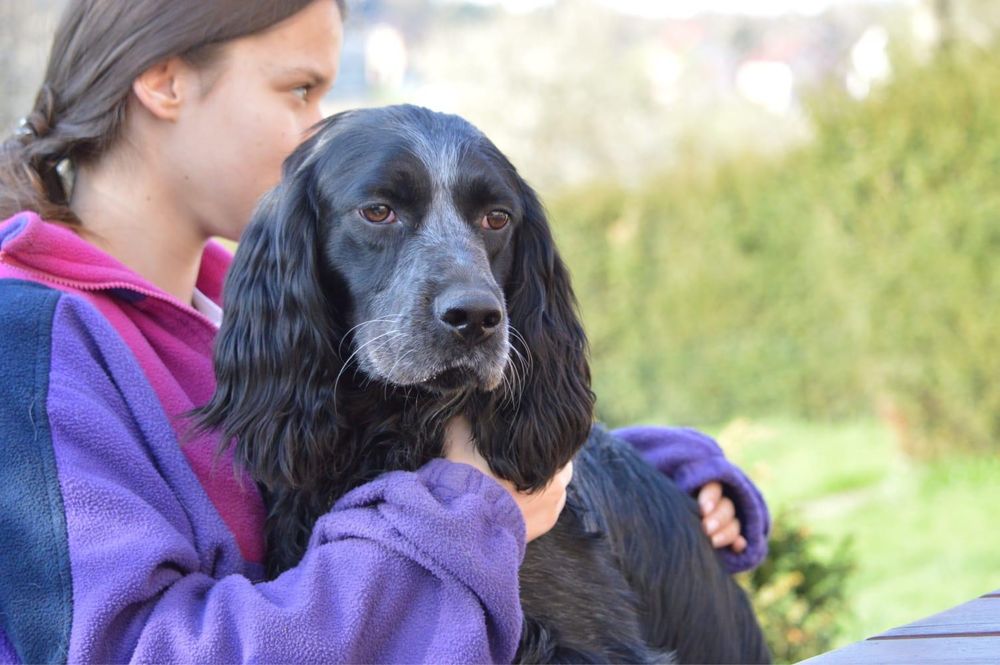 Niebieski spaniel pikardyjski (reproduktor) wyżeł ,płochacz